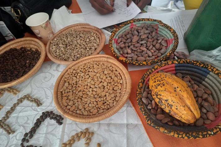 cafe_cacao_2022_2023_au_nord_kivu_par_le_directeur_general_de_l_office_national_des_produits_agricoles_du_congo_11_avril_2025_jpg_711_473_1