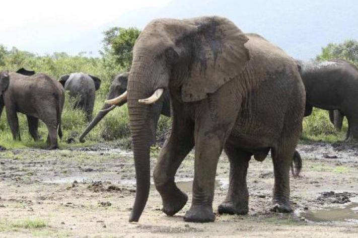 elephants_dans_les_territoires_de_malemba-nkulu_26_jpeg_711_473_1
