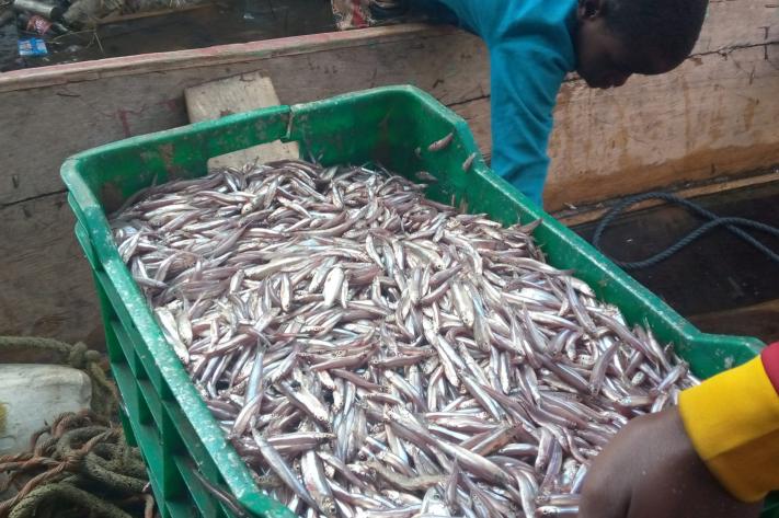 peche_lac_tanganyika_pht_ks_19_mai_2026_jpg_711_473_1