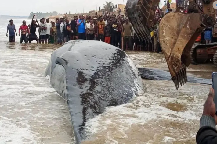 baleine_a_muanda_pht_ks_02_juillet_2026_png_711_473_1